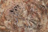 Triassic, Petrified Wood (Araucaria) Round - Madagascar #217091-1